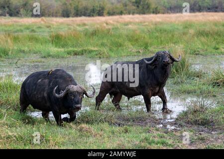 Deux taureaux de buffle africains (syncerus caffer) dans la Réserve de jeux de Moremi, dans le Delta d'Okavango, au Botswana, en Afrique australe Banque D'Images