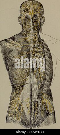 Facilité mentale et physique et suprématie; . Branches pharyngales branches cardiaques Plexus cardiaque Profond Plexus Cardiaque Superficiel. Plexus hypogastrique Sacral ganglia •&lt; [ Ganglion carte impa n° 3 le nerf sympathique avec ses branches, ganglions et plexus plus grands. Graphique N° i branches des Nerfs Rachidiens Notez ce qu'il y a en relation avec la colonne vertébrale. Par l'action réflexe, le tronc entier du corps peut devenir bouleversé par une irritation d'un seul nerf situé à distance, cr une négativité générale de l'ensemble du système nerveux LE PLEXUS BRACHIAL. .antérieur externe Banque D'Images