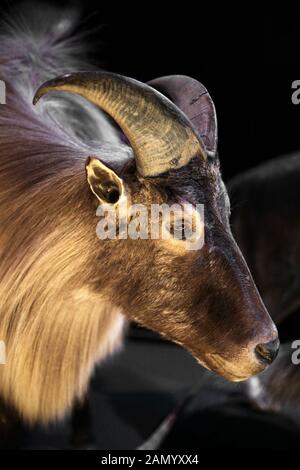 Himalayan tahr.Latin;Hemitragus jemlahicus Ongulate À Embout Uniforme,chèvre sauvage originaire du nord de l'Inde, du Népal et de l'Himalaya. Banque D'Images