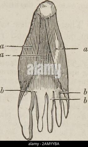 Le guide du dissecteur, ou, compagnon de l'étudiant : illustré par de nombreux boisés, montrant clairement et expliquant la dissection de chaque partie du corps humain . comme éviter le nerf. La seconde, ou nouvelle méthode de fixation de ce vaisseau, consiste à pratiquer une incision au centre du mollet du leer, à couper à travers la peau, le fascia, le gastrocnémius et le soléus; diviser le fascia sur un directeur, et fixer le vesselen passant l'aiguille d'anévrisme autour de l'artère, de manière théame comme dans l'opération précédente. LA DISSECTION DE LA SEMELLE DU PIED. Sous les téguments couvrant le Banque D'Images