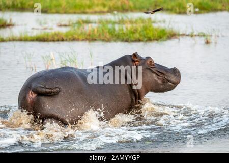 Hippopotamus (Hippopotamus amphibius) se dirigeant vers une eau plus profonde dans la Réserve de jeux de Moremi, dans le Delta d'Okavango, au Botswana, en Afrique australe Banque D'Images