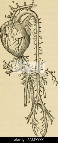 Les lois et les mécanismes de circulation, avec le principe impliqué dans le mouvement animal . grande partie du sang passant par le parenchyme hépatique pour l'assimilation et la promotingTisematosis ; tlae foie, sans aucun doute, étant concerné dans les deux, est aussi relativement plus grand qu'à toute autre période de vie ; Et puisque cela consommerait nécessairement l'oxygène, il suit que l'approvisionnement devrait être par la route du dutusvenosus (7); alors que la petite taille du canal est en soi éloquent f Contours de l'anatomie comparée : Présenter un croquis de l'état de connaissance, et de t Banque D'Images