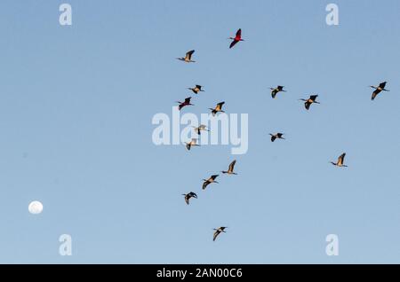 Guara bird flying gratuitement à Lençóis Maranhenses National Park, Maranhão, Brésil Banque D'Images