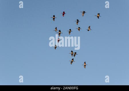 Guara bird flying gratuitement à Lençóis Maranhenses National Park, Maranhão, Brésil Banque D'Images