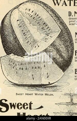 Semences annuelles, 1899 . h. 20 C : lb. 65 C ..EAU MEUONS.. Culture—Dans la culture du melon de l'eau, la chose essentielle pour obtenir de bonnes vignes fortes au début de la saison, qui peut être traitée en se formant de grandes collines bien drainées de la terre, pieds d'abouteight séparés, fait très riche avec une abondance de fumier bien pourri, ce qui devrait être thoronghj mélangé avec thesoil, car si laissé dans une masse, il conduira aux plantes brûlant sous le sifn chaud, et donc à l'échec de la récolte. Inces collines plantent la graine dès que le sol est chaud et sec, et soigneusement iiirotect les jeunes plantes d'insectes, et accélérer le Banque D'Images