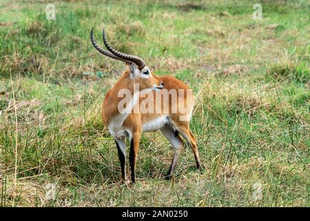 Le lechwe mâle (Kobus lechwe) pacage dans la Réserve de jeux de Moremi, dans le delta d'Okavango, au Botswana, en Afrique australe Banque D'Images