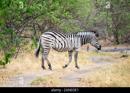 Le zèbre de la femelle Burchell (Equus quagga) marchant le long de la piste dans la Réserve de jeux de Moremi, dans le Delta d'Okavango, au Botswana, en Afrique australe Banque D'Images