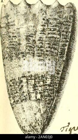 L'histoire naturelle de l'Église dans les deux partis principaux, la lithologie et la constologie : ne pas l'une de la Cité des pierres et de l'autre des codages : ouvrage dans le lequel est le résultat d'une nouvelle méthode et avis critique des principaux auteurs : enrichi de figures dessinées d'après nature . Banque D'Images