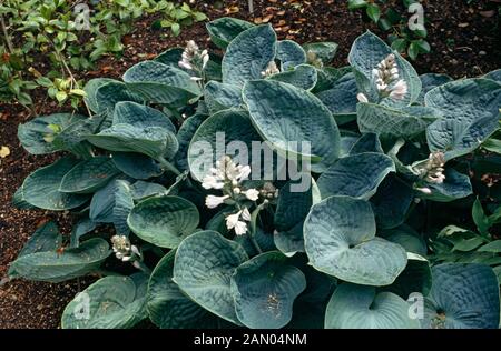 HOSTA 'BIG DADDY' Banque D'Images