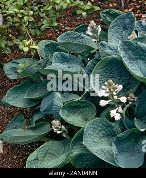 HOSTA 'BIG DADDY' Banque D'Images