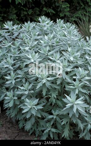 ARTEMISIA LUDOVICIANA VALERIE FINNIS FEUILLAGE ARGENTÉ PLANTE ENTIÈRE Banque D'Images