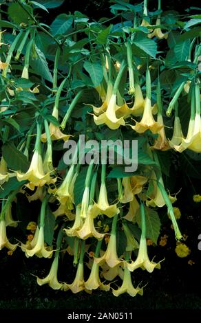 Trompette DES ANGES BRUGMANSIA CANDIDA WHITE Banque D'Images