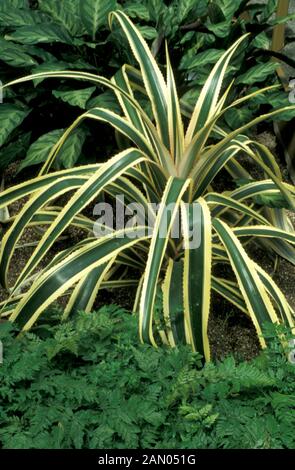 AGAVE AMERICANA VARIEGATA Banque D'Images