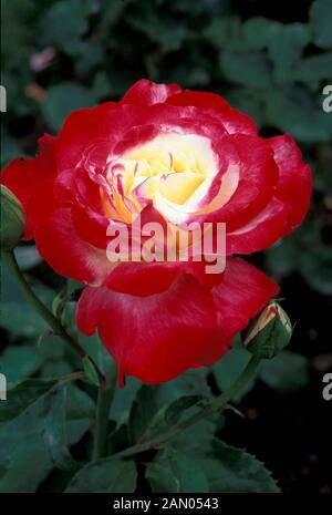 ROSA DOUBLE DELIGHT HYBRID TEA ROSE ROSE Banque D'Images