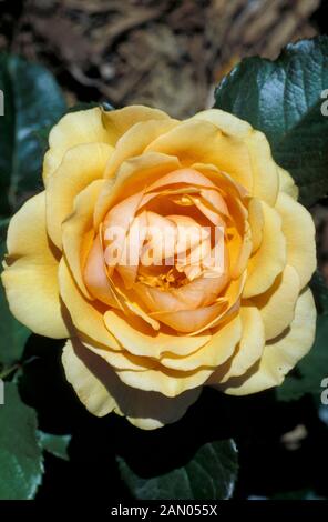 ROSA FLORIBUNDA QUEEN AMBER ROSE Banque D'Images