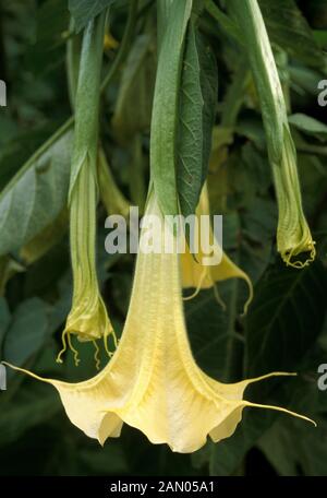 BRUGMANSIA X CANDIDA GRAND MARNIER WHITE ANGEL''S PORTRAIT trompette Banque D'Images