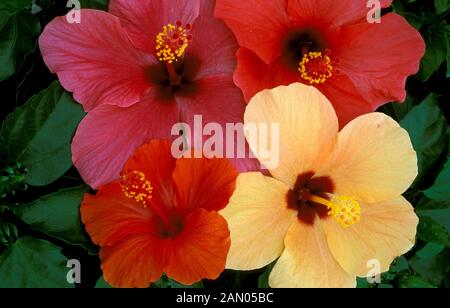 HIBISCUS ROSA SINENSIS HIBISCUS TROPICAL MIX ROSE DE CHINE Banque D'Images