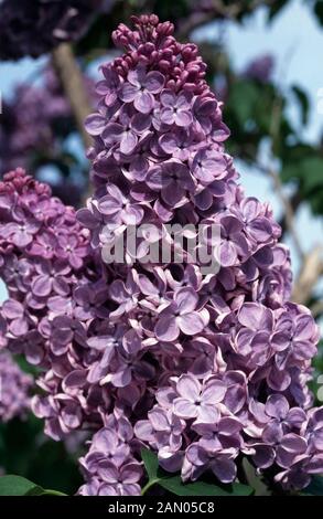 Charme Syringa vulgaris (lilas) Banque D'Images