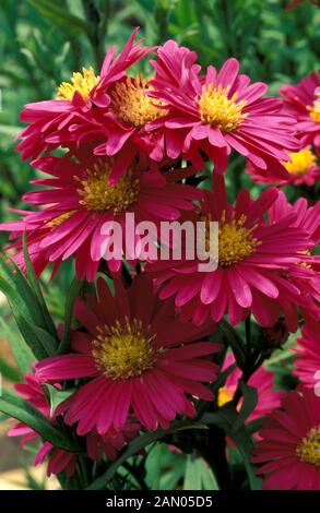 ASTER Novi Belgii fleurs rose profond CLOSE UP Banque D'Images