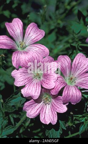 GERANIUM OXONIANUM CLARIDGE DRUCE FLEURS Banque D'Images