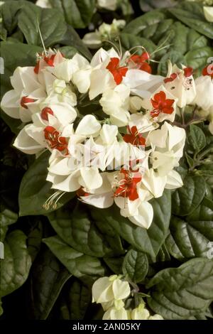 CLERODENDRON THOMSONIAE (BLEEDING HEART VINE) Banque D'Images