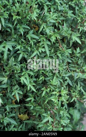 HEDERA HELIX LIERRE FEUILLAGE ANITA Banque D'Images