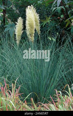 L'HERBE DE LA PAMPA Cortaderia selloana PUMILA POACEAE Banque D'Images