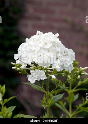 PHLOX PANICULATA DAVID Banque D'Images