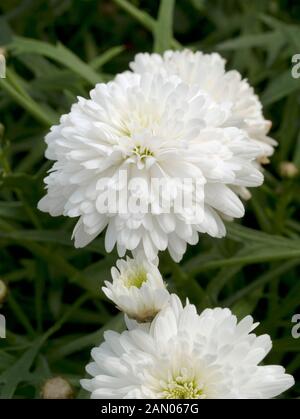 ARGYRANTHEMUM FRUTESCENS NEIGE Angélique Banque D'Images