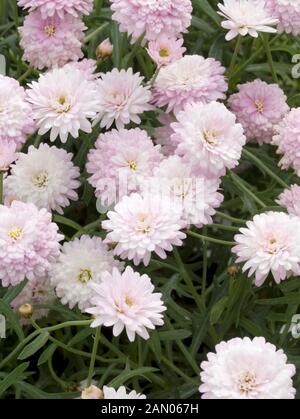 ARGYRANTHEMUM FRUTESCENS SOIE ROSE Angélique Banque D'Images