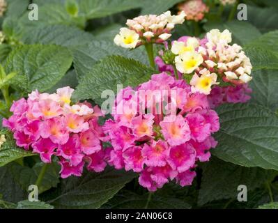 LANTANA BANDANA ROSE Banque D'Images