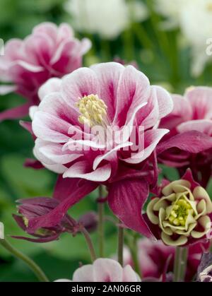 AQUILEGIA VULGARIS 'WINKY DOUBLE ROUGE BLANC' Banque D'Images