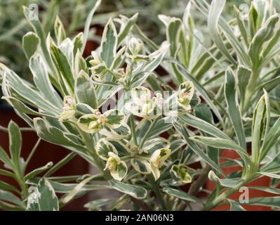 EUPHORBIA CHARACIAS SILVER SWAN Banque D'Images