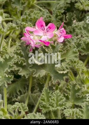 PELARGONIUM CAPITATUM ROSE Banque D'Images