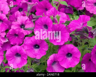 Pétunia violet d'ONDES DE CHOC Banque D'Images