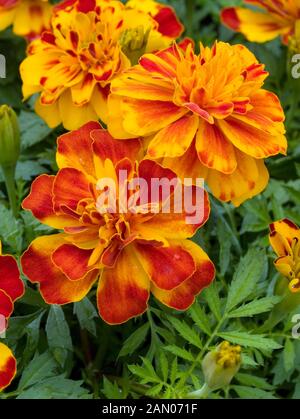 TAGETES PATULA BONANZA BOLERO Banque D'Images