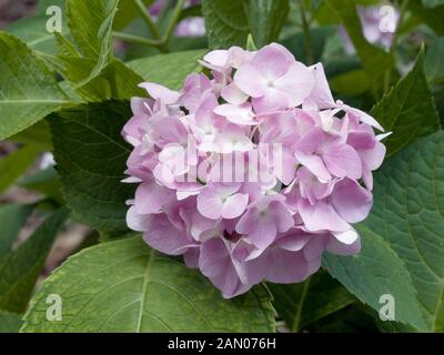 HYDRANGEA MACROPHYLLA 'BAILMER' de l'ÉTÉ SANS FIN Banque D'Images