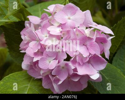 HYDRANGEA MACROPHYLLA 'BAILMER' de l'ÉTÉ SANS FIN Banque D'Images