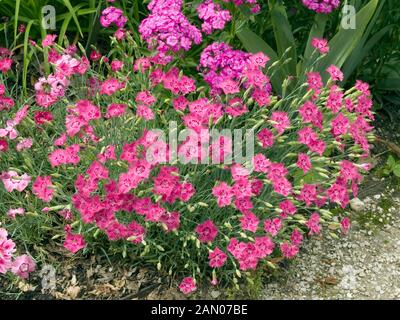 DIANTHUS GRATIANOPOLITANUS 'GRANDIFLORUS' Banque D'Images