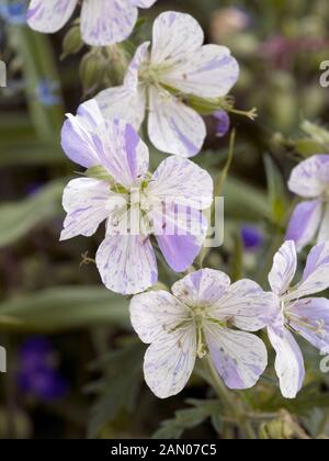 GERANIUM 'SPLISH SPLASH' Banque D'Images