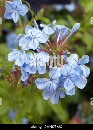 PLUMBAGO AURICULATA MONOTT ROYAL CAPE' Banque D'Images