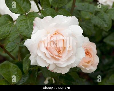 ROSA 'rose' AUSQUEST CROCUS Banque D'Images