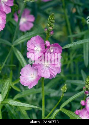 SIDALCEA 'PARTY GIRL' Banque D'Images