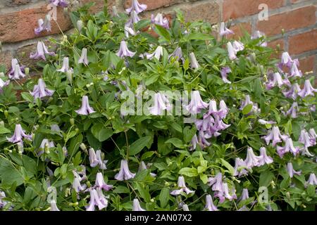 CLEMATIS VITICELLA 'BETTY CORNING' Banque D'Images