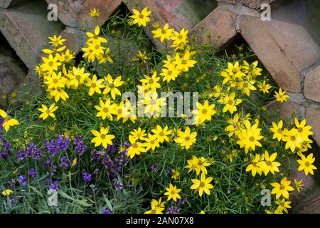 COREOPSIS VERTICILLATA 'ZAGREB' Banque D'Images