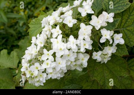 L'Hydrangea quercifolia 'SNOWFLAKE' Banque D'Images