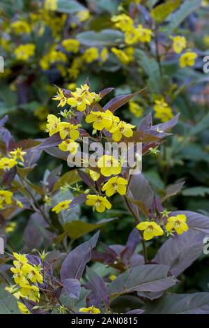 LYSIMACHIA CILIATA PURPUREA Banque D'Images