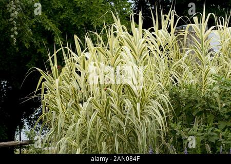 ARUNDO DONAX VARIEGATA Banque D'Images