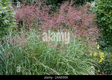 MISCANTHUS SINENSIS STRICTUS Banque D'Images