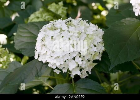 L'Hydrangea arborescens GRANDIFLORA Banque D'Images